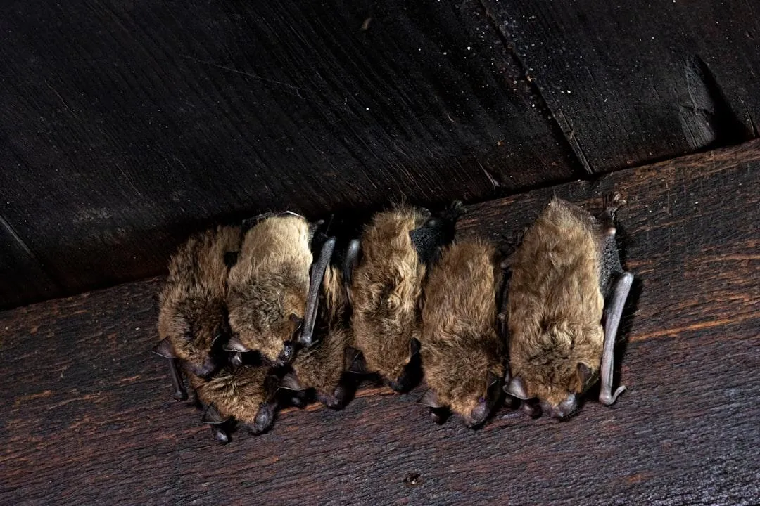 Bats in the attic - Acorn Wildlife Solutions - Russell, MA
