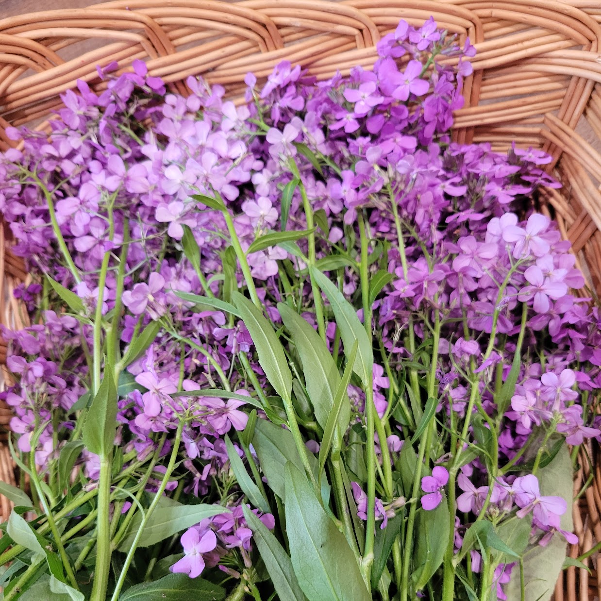 Foraging woodland plants in early spring