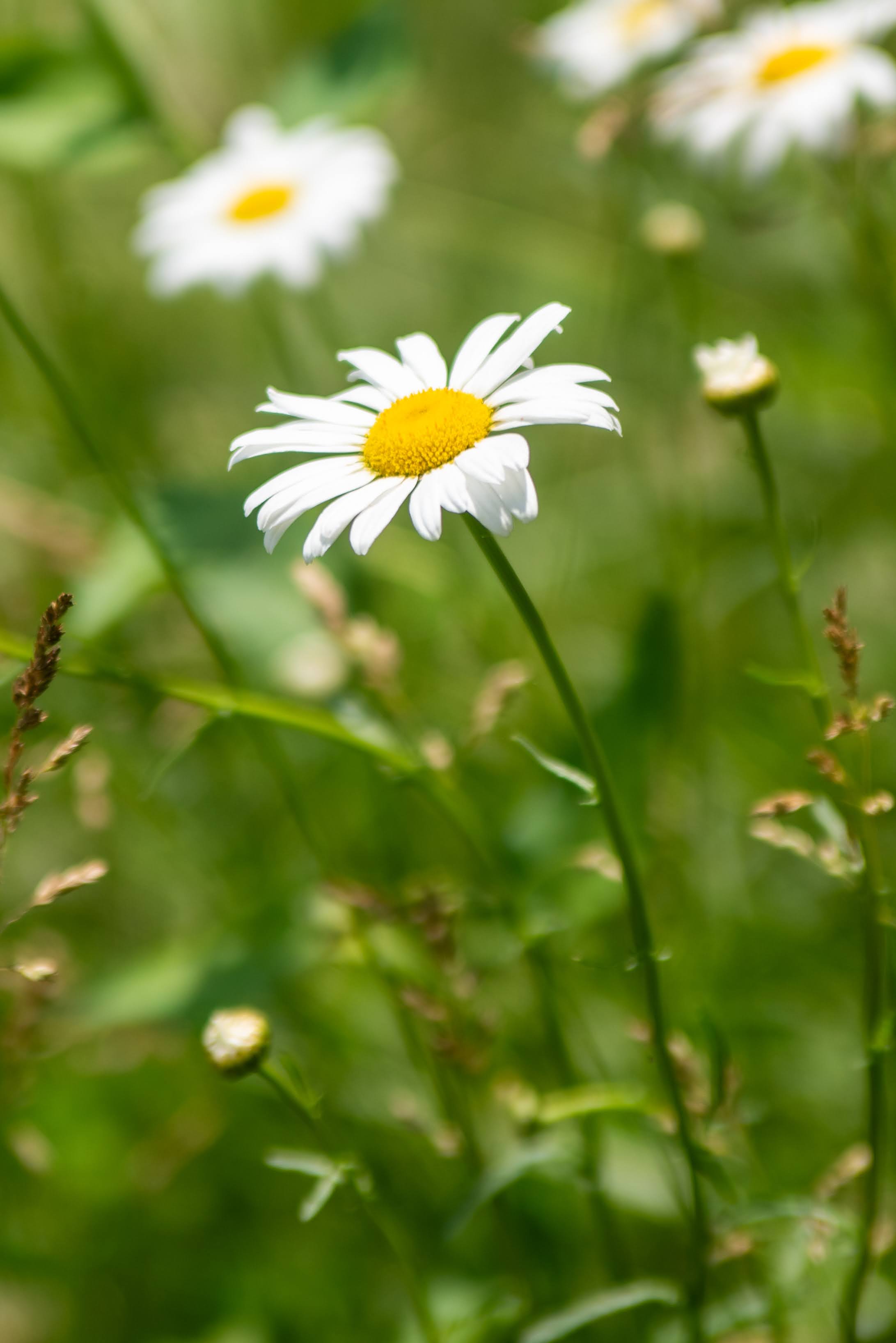 Observing native flora closely on the farm