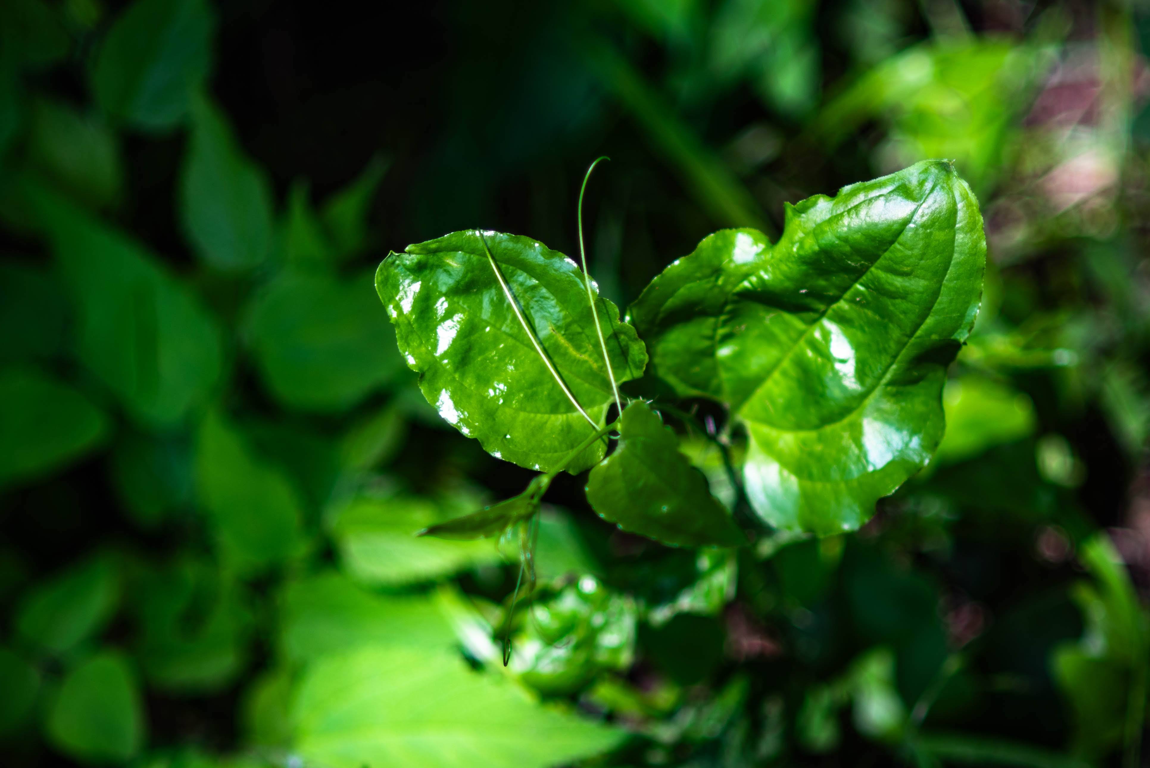 Foraging Classes