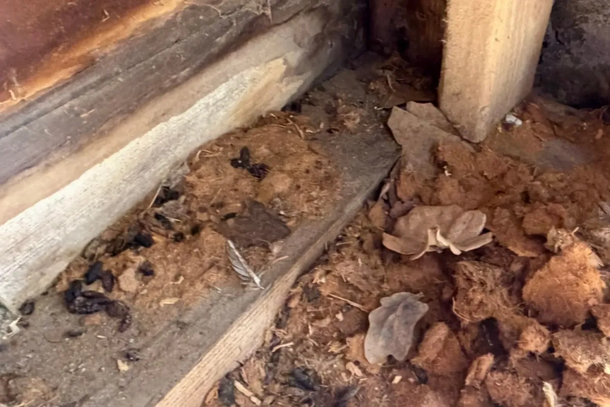 How to Clean Rodent Droppings Safely | Avoid “Rat Poo Sludge”