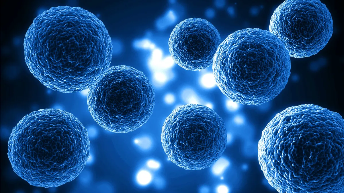 Stem cells