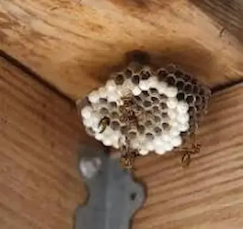 Active wasp nest removal service by Beloit Pest Control.