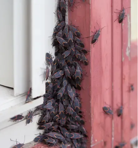 Heavy boxelder bug infestation on home siding treated by Beloit Pest Control.