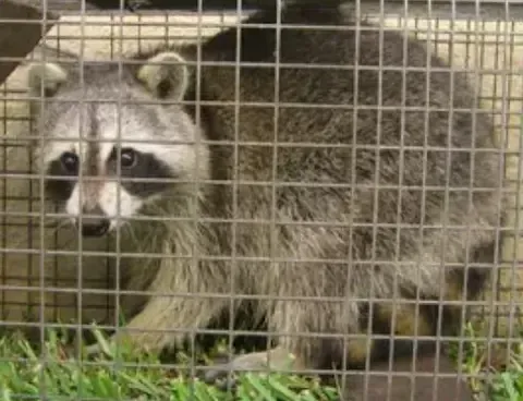 Humane raccoon trapping and wildlife removal by Beloit Pest Control.