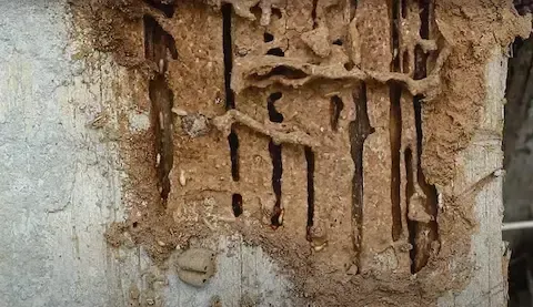 Severe subterranean termite damage treated by Beloit Pest Control.