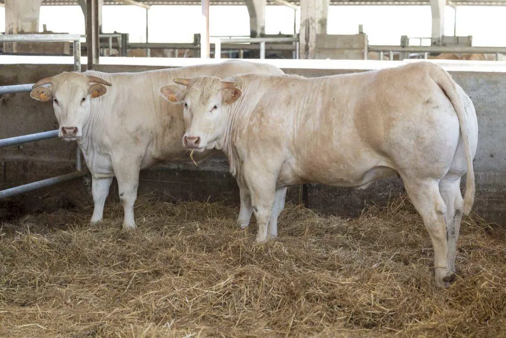 Bovini selezionati al pascolo per la filiera controllata di Centro Carni Forlì