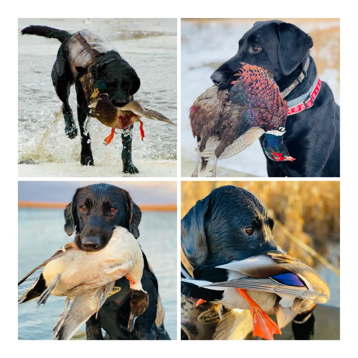 collage of Labrador Retrievers retrieving birds