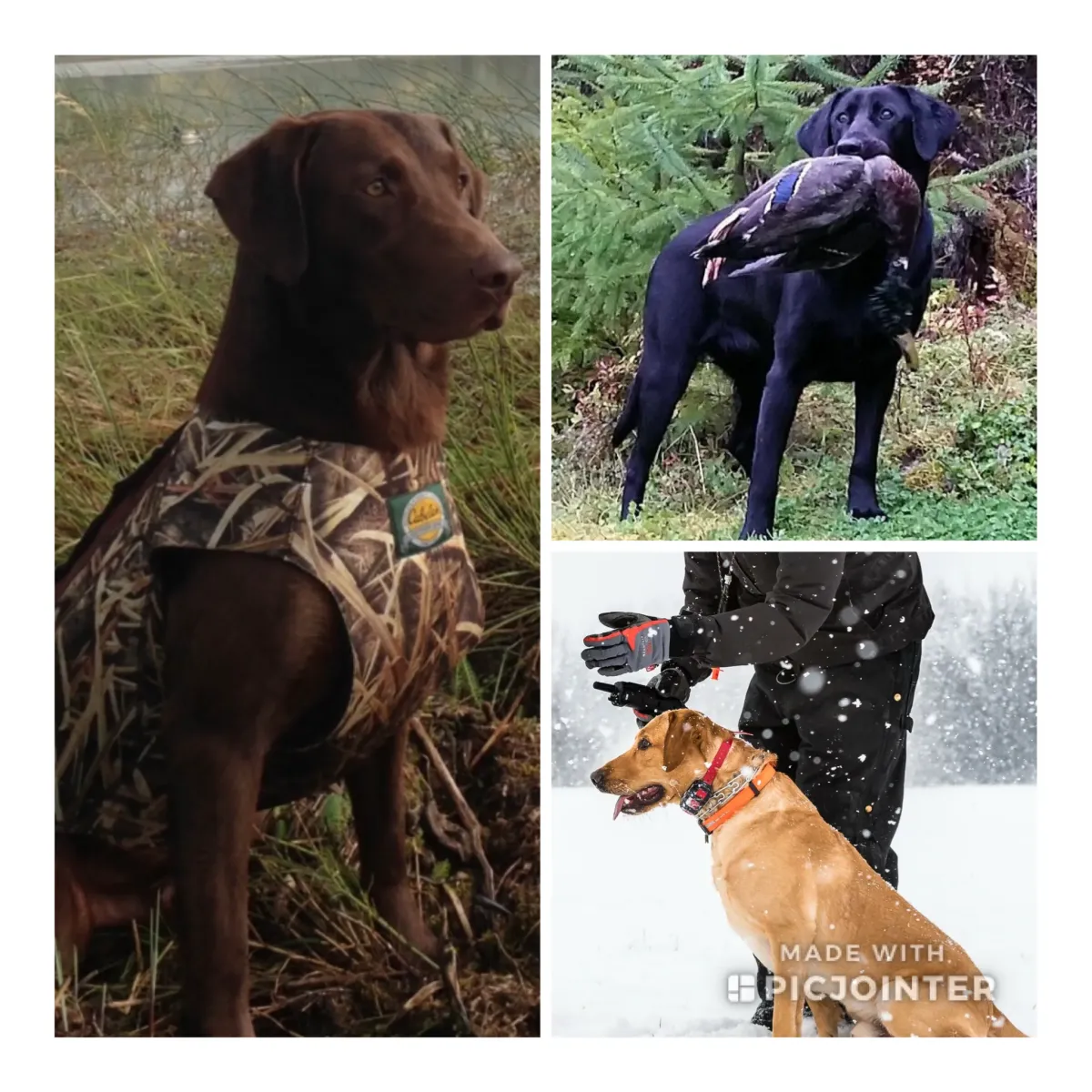collage of Labrador Retrievers