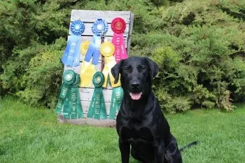 black lab with ribbons he won