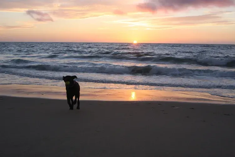 Miles the black lab on the beach at sunset
