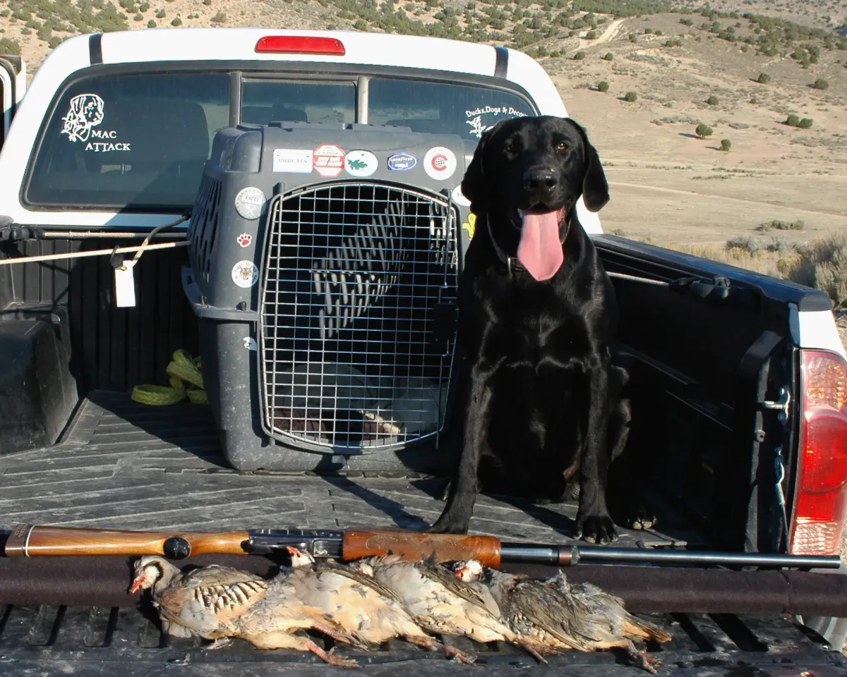Mac inthe back of a truck with chukars