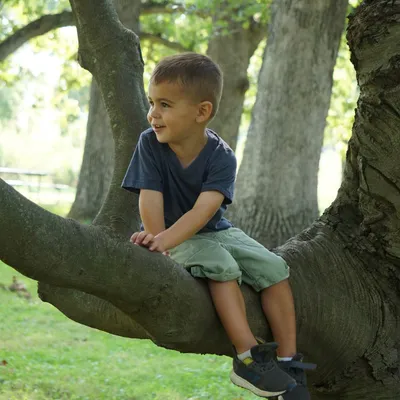 child sitting in a tree