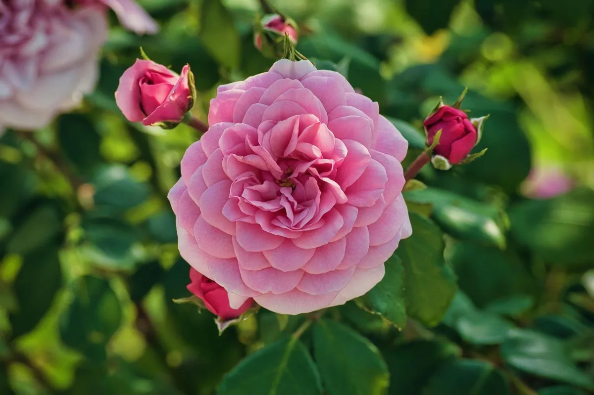 fully bloomed pink rose
