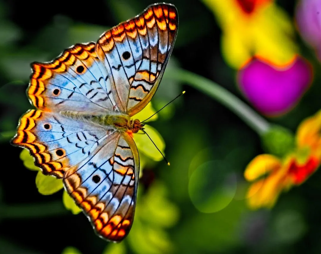 beautiful butterfly
