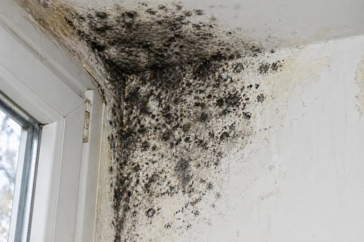 mold removal containment barriers in a spring texas property