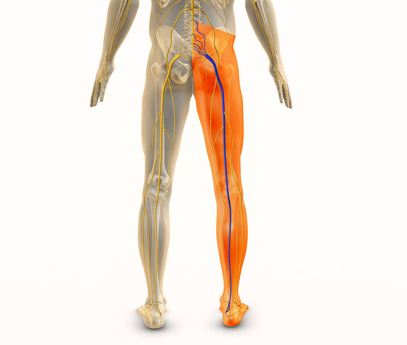 Medical anatomical illustration of the human lower body highlighting the sciatic nerve in orange, glowing down the leg