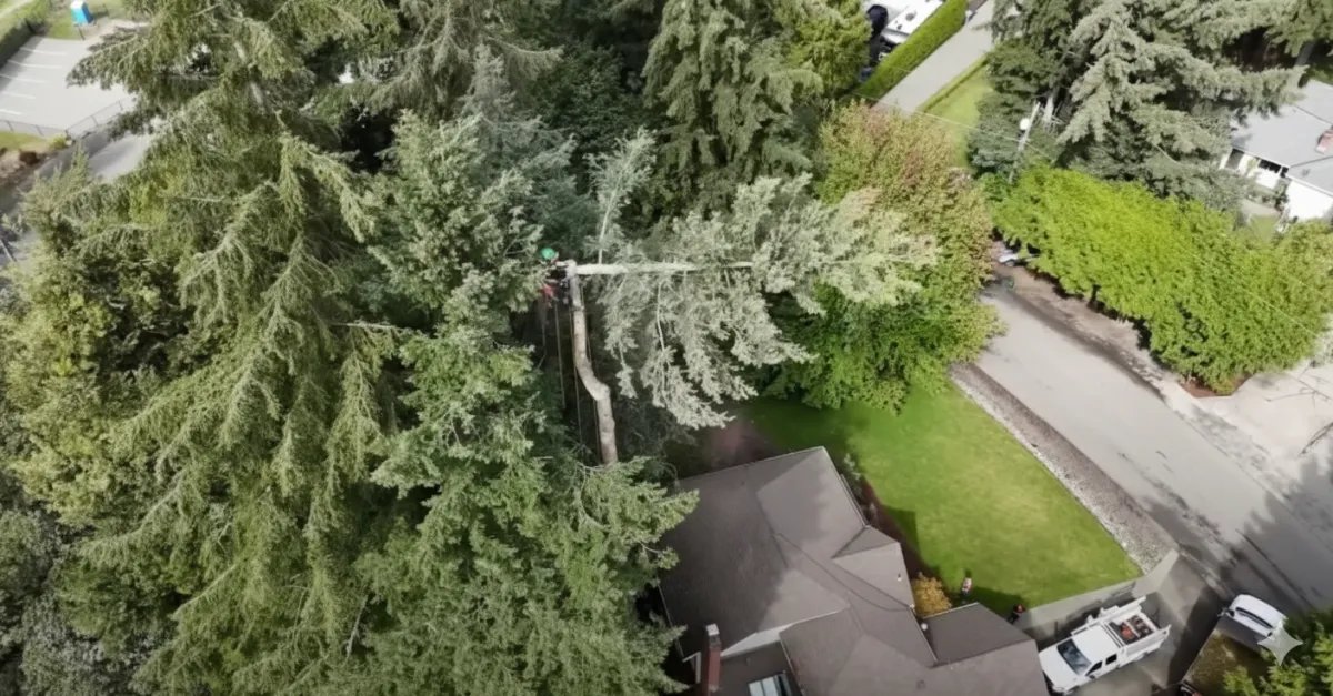 residential tree removal