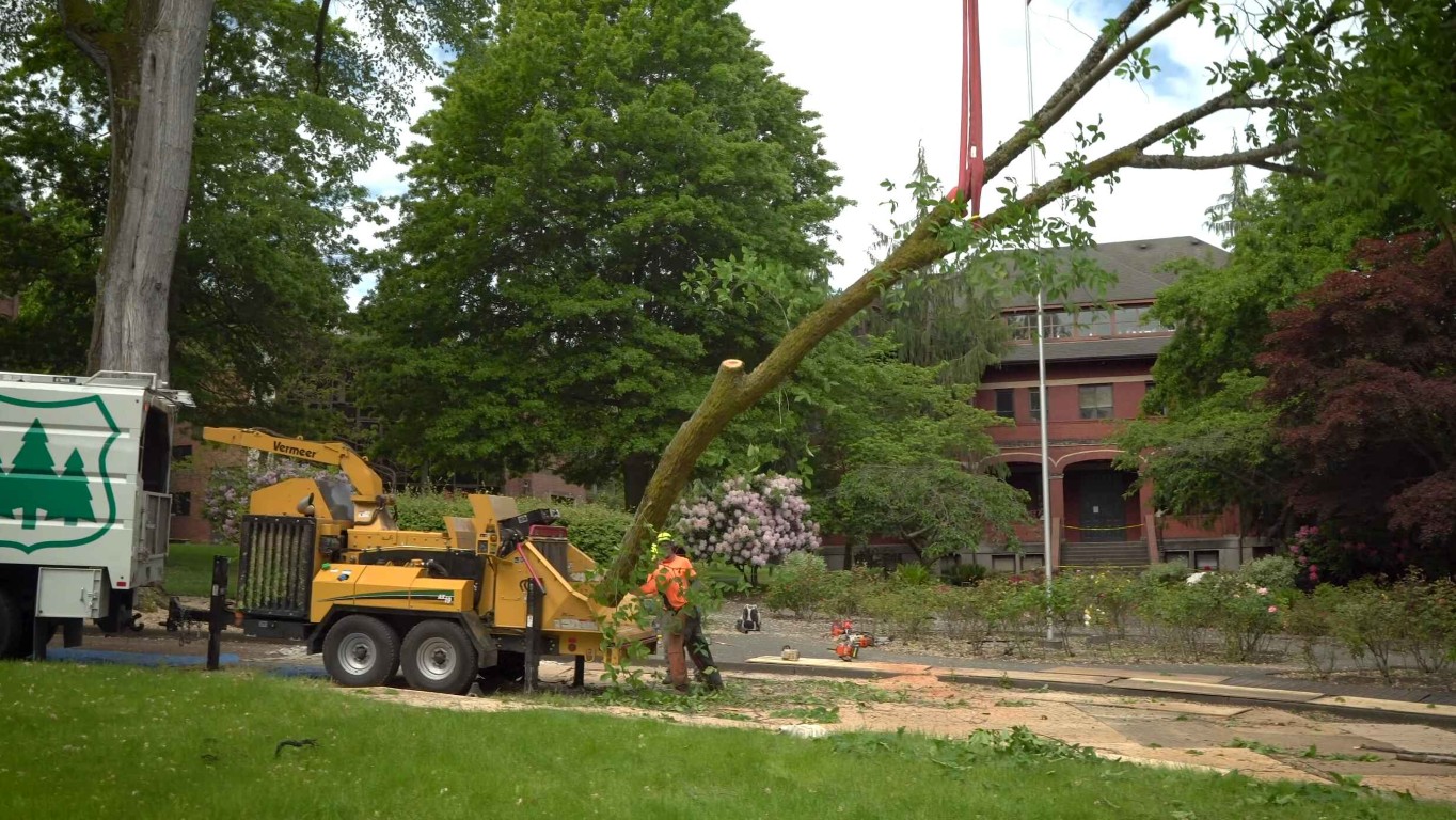 residential tree removal