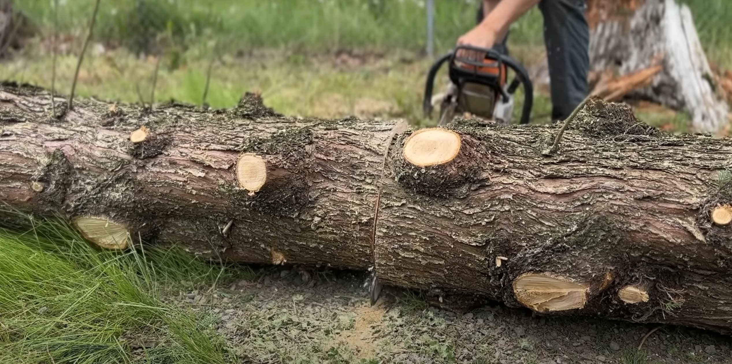 tree cutting using chainsaw