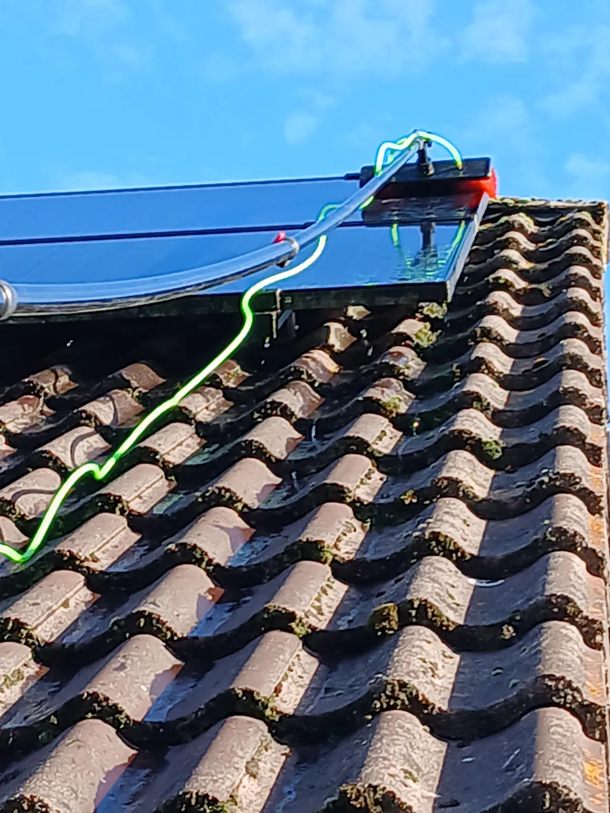 corn field under clear sky