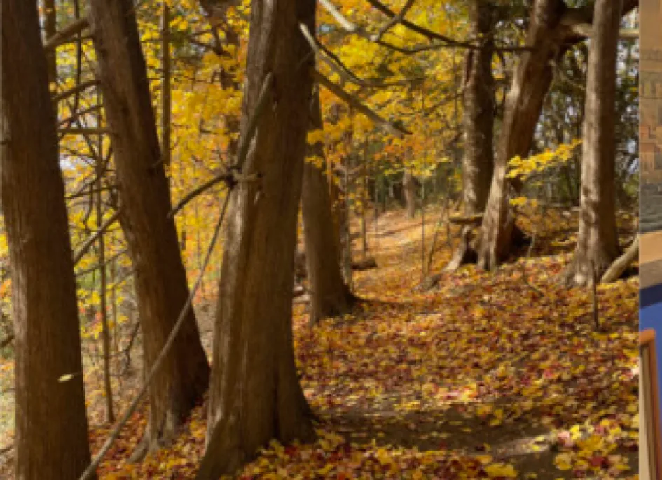 Wooded path at Five Oaks Retreat Center