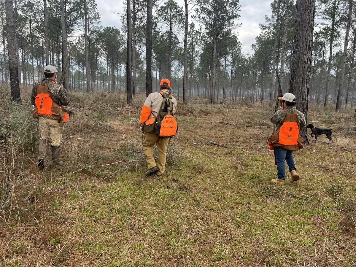 guided quail hunting with trained dogs