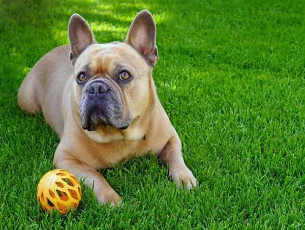 artificial grass for dogs