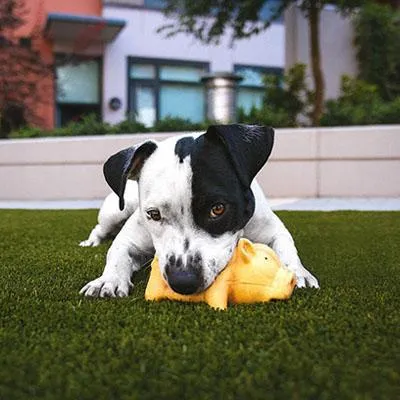 pet turf installation dallas fort worth