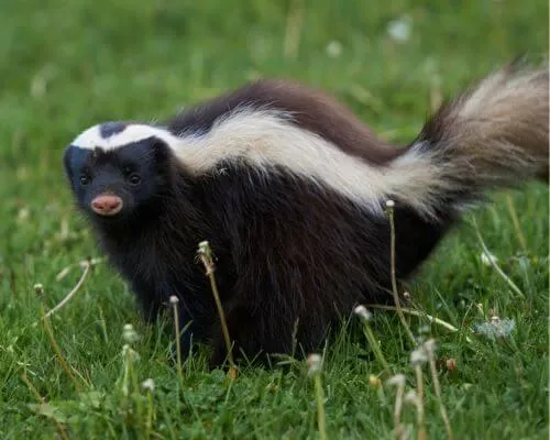 skunk image