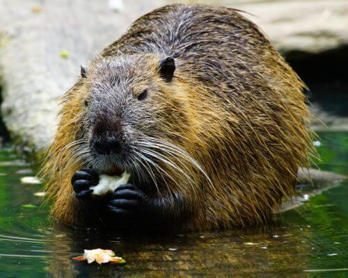 beaver image