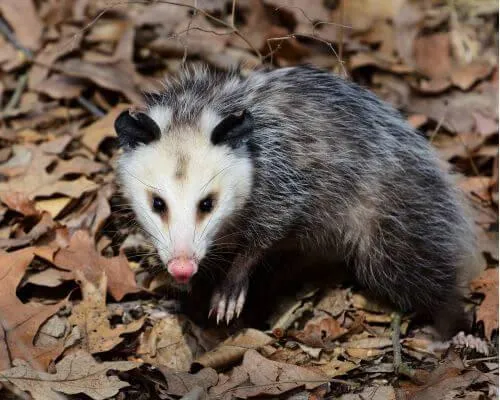 opossum image