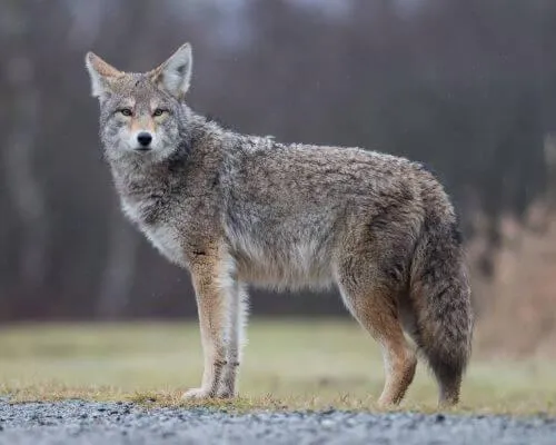 Coyote Image