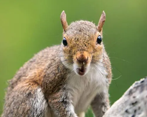 Squirrel image