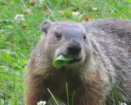 woodchuck image