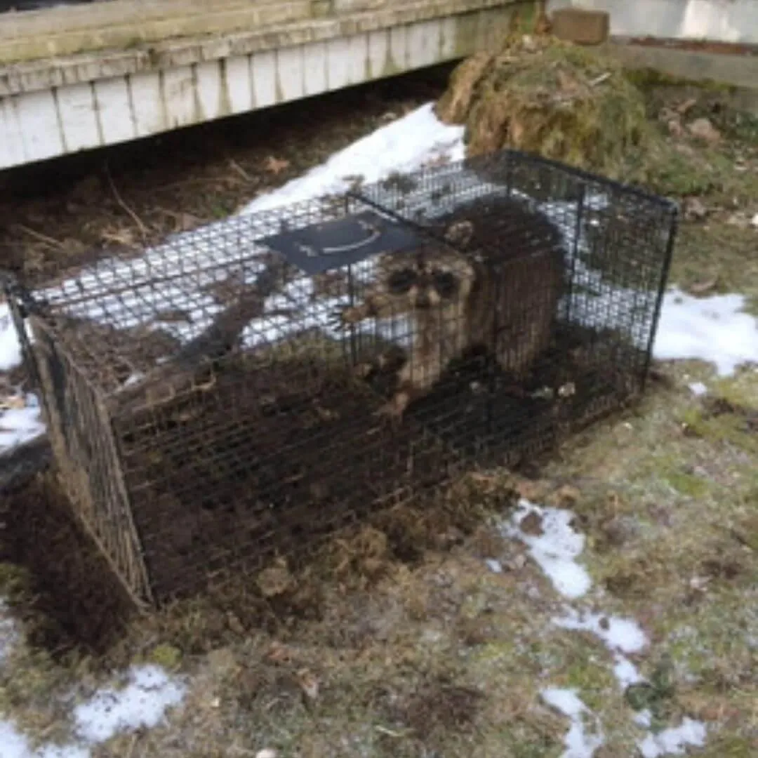 raccoon removal4