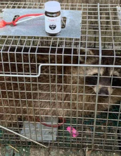 racoon removal 3