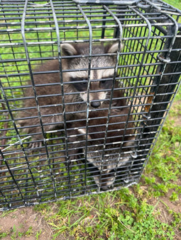 raccoon trapped in cage