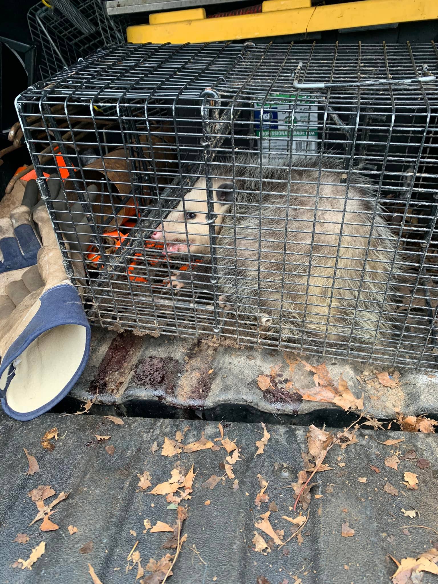opossum trapped