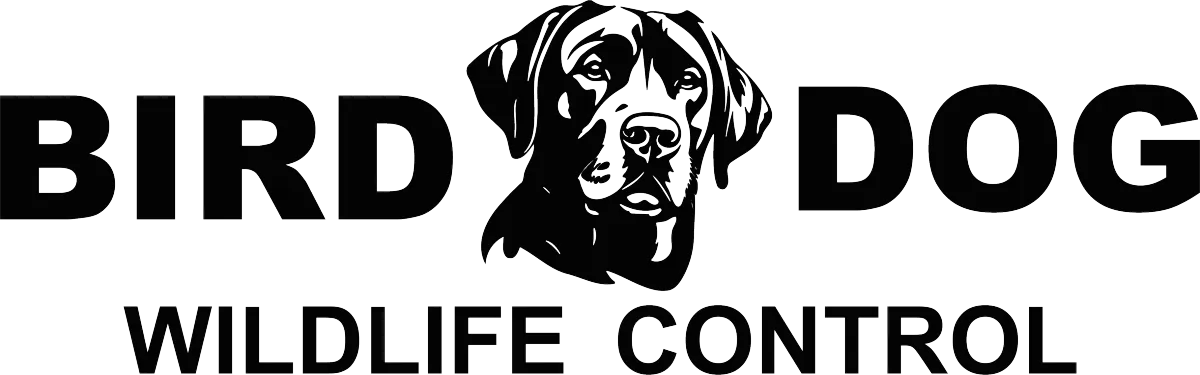 Bird Dog Wildlife Control Logo