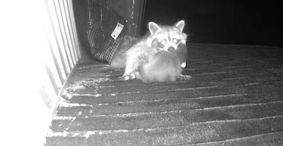 Call Experts for Baby Raccoon Removal in Attic