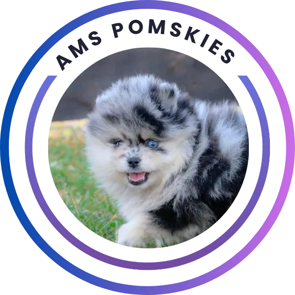 Pomeranian breeder