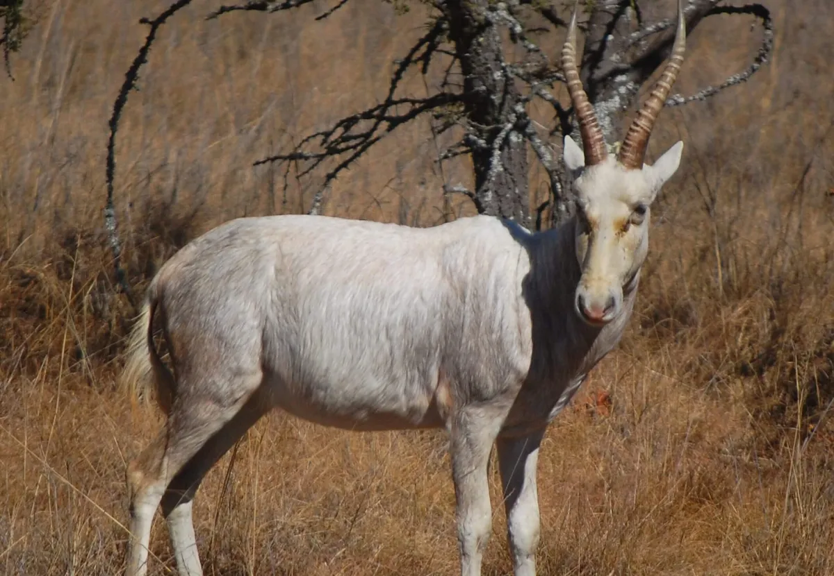 black wilde beest