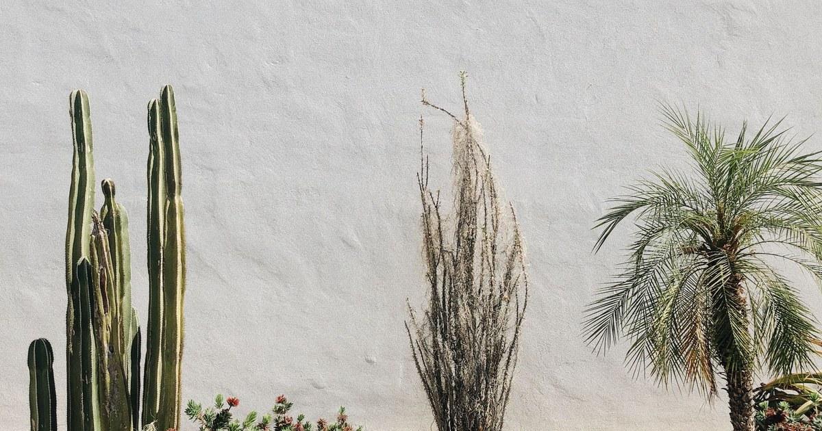 Tall cactus, desert shrubs, and a small palm against a white stucco wall in bright sun