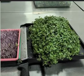 yellow and black truck on field aerial photography