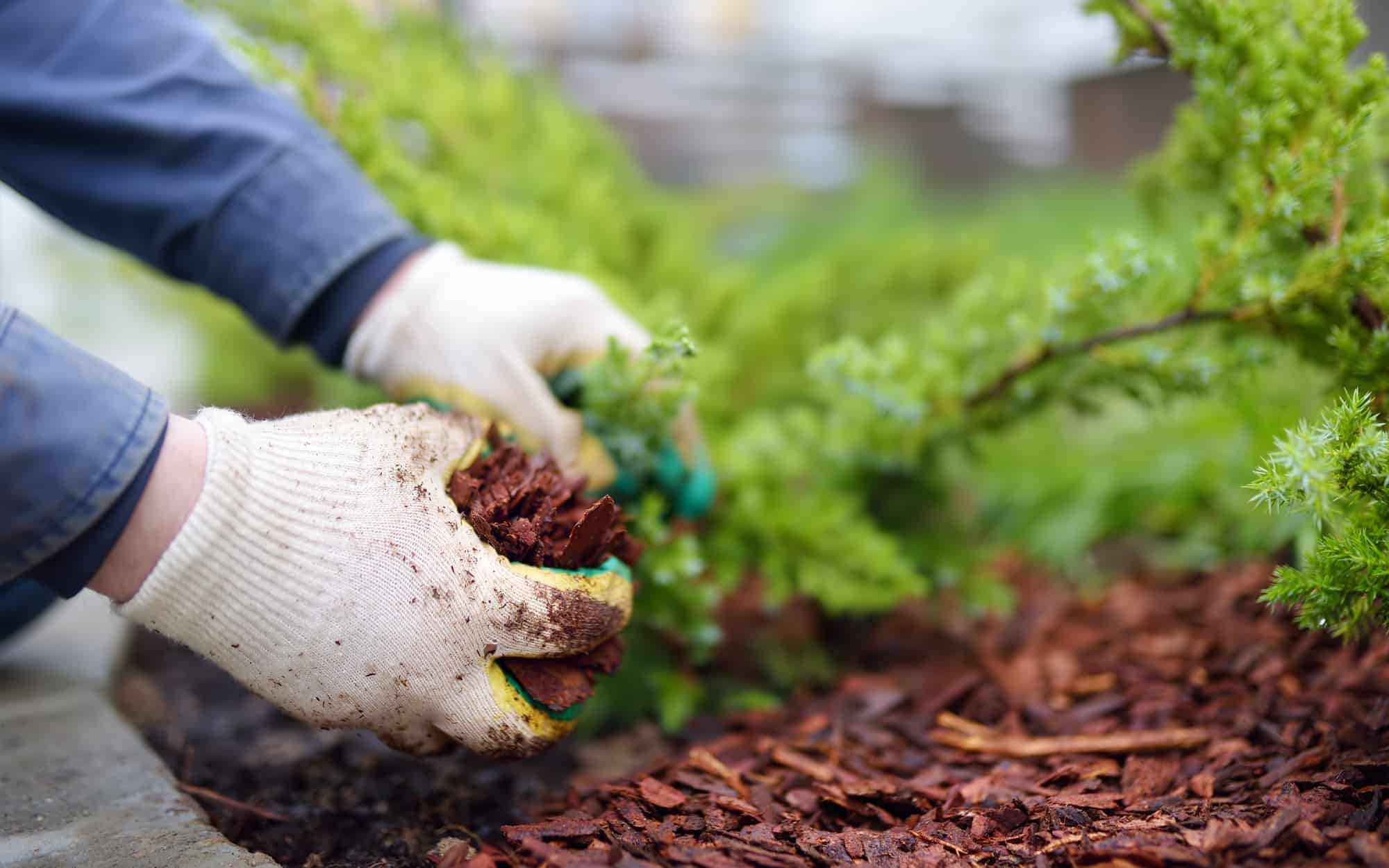 A-Guide-to-Sustainable-Landscaping-Practices-