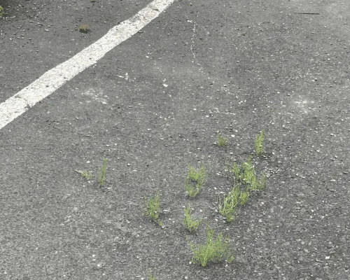 Parking Strip Painting Anchorage