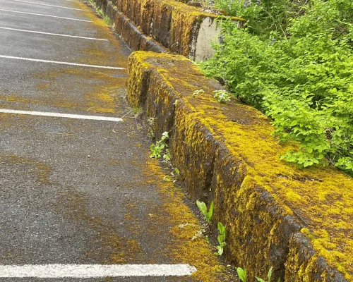 Palmer Parking Strip Painting