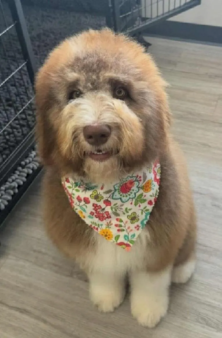 Brushing Your Dog- A Step By Step Guide
