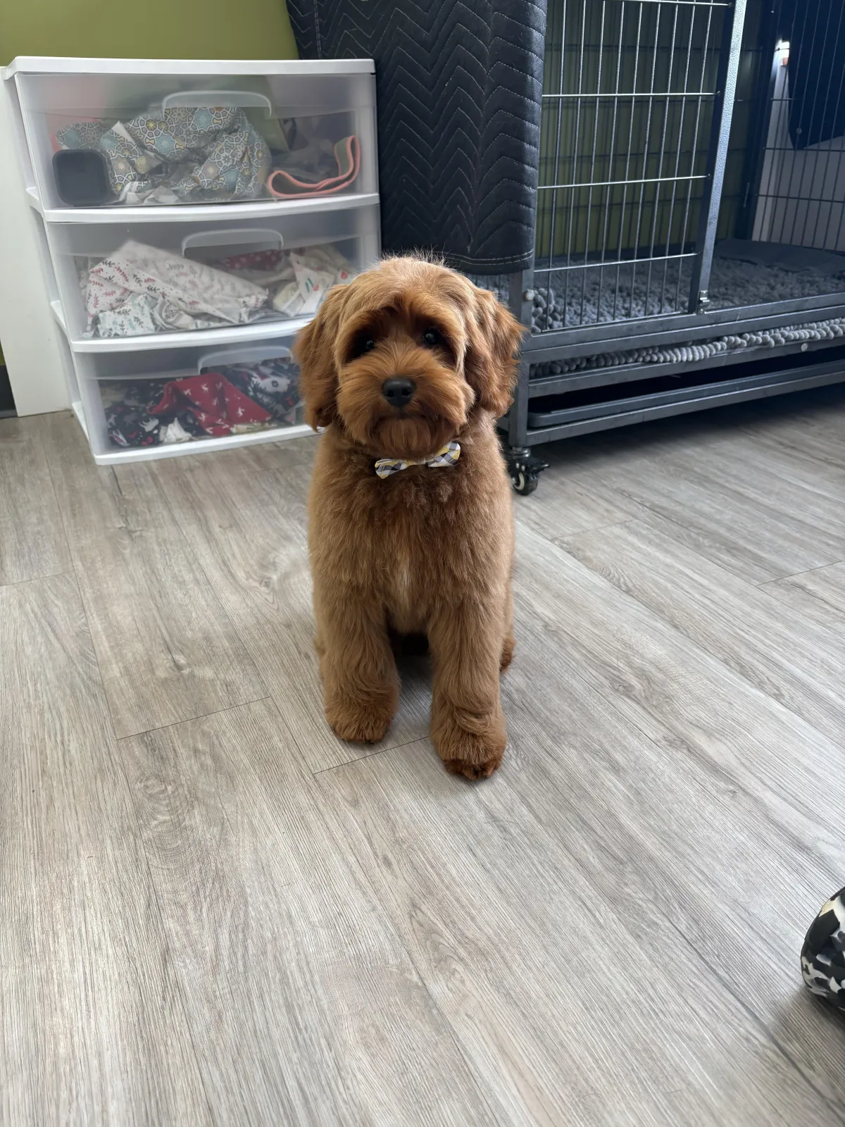 Your Puppy's First Groom- What You Need To Know